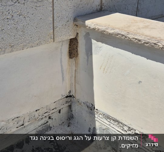 קיר עם סימני נזק מחרקים או טרמיטים
